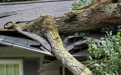 A Large Tree That Has Fallen On A Home’s Roof Due To A Storm, Causing Significant Damage And Requiring A Restoration Contractor.