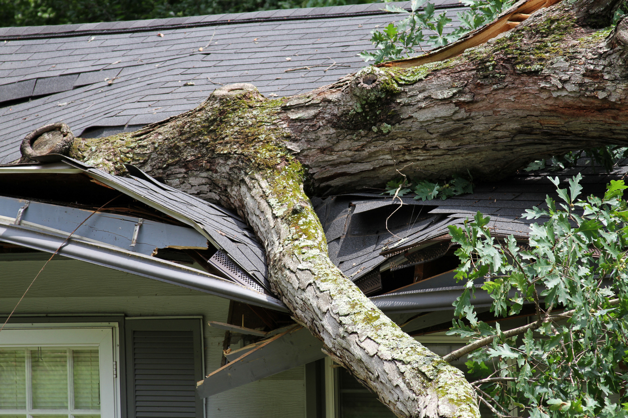 A large tree that has fallen on a home’s roof due to a storm, causing significant damage and requiring a restoration contractor.