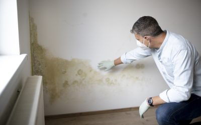 A Mold Remediation Specialist Checks Out Visible Mold Along A Home's Wall.