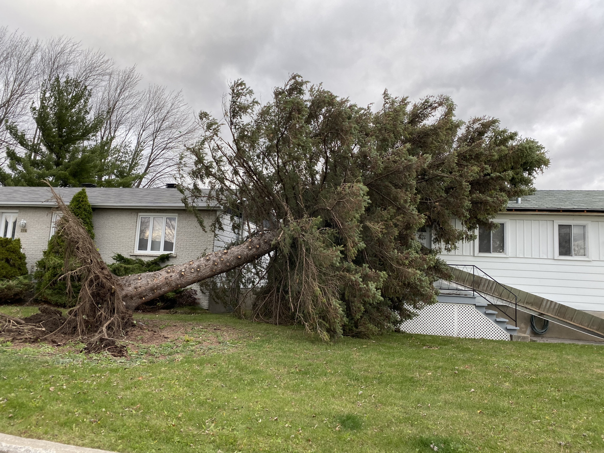 Storm damage of a tree that fell on a house in Southeast Michigan after heavy rain and wind